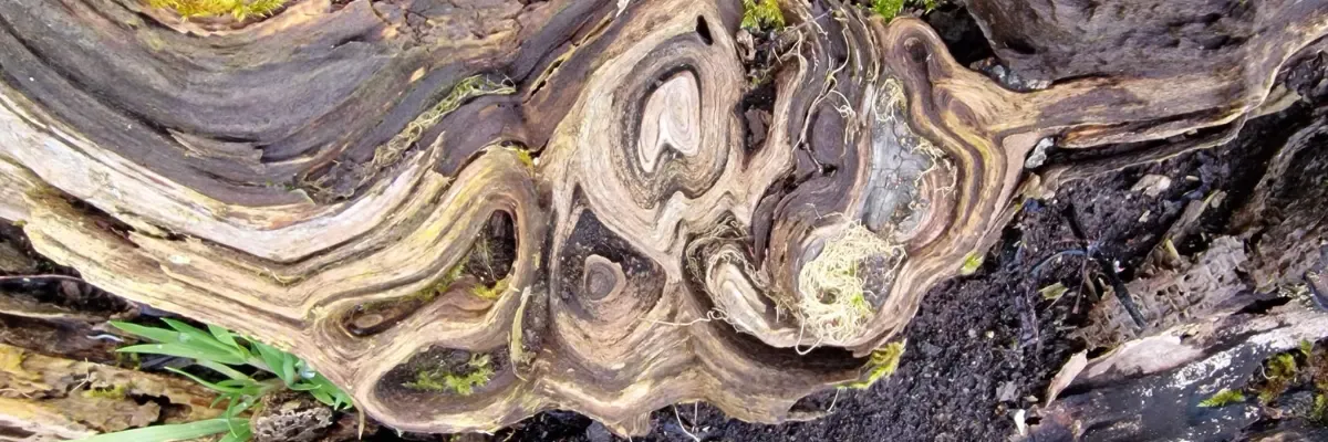 Cross-section of a weathered tree trunk showing intricate swirling wood grain patterns